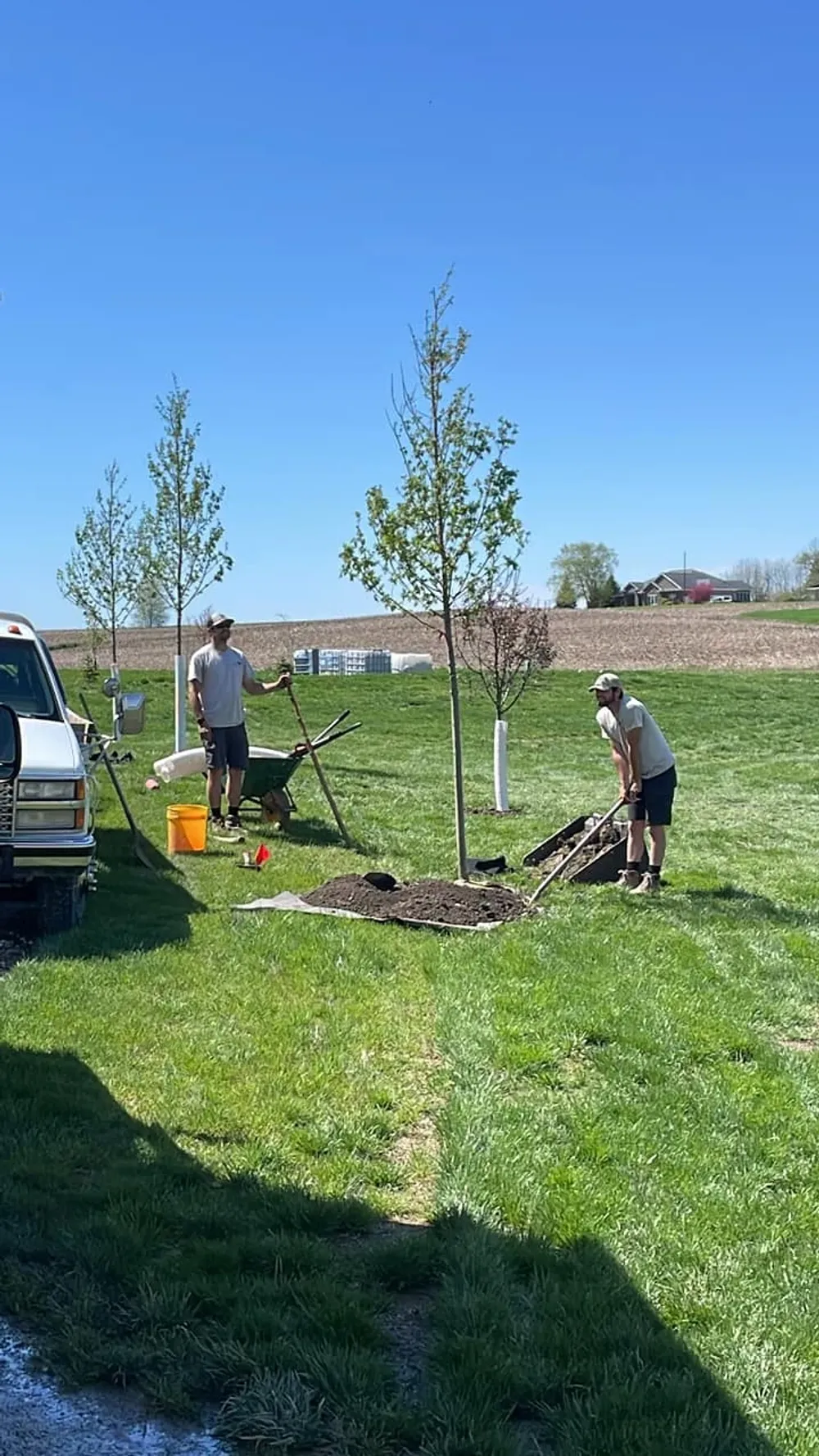 Landscapers planting a tree