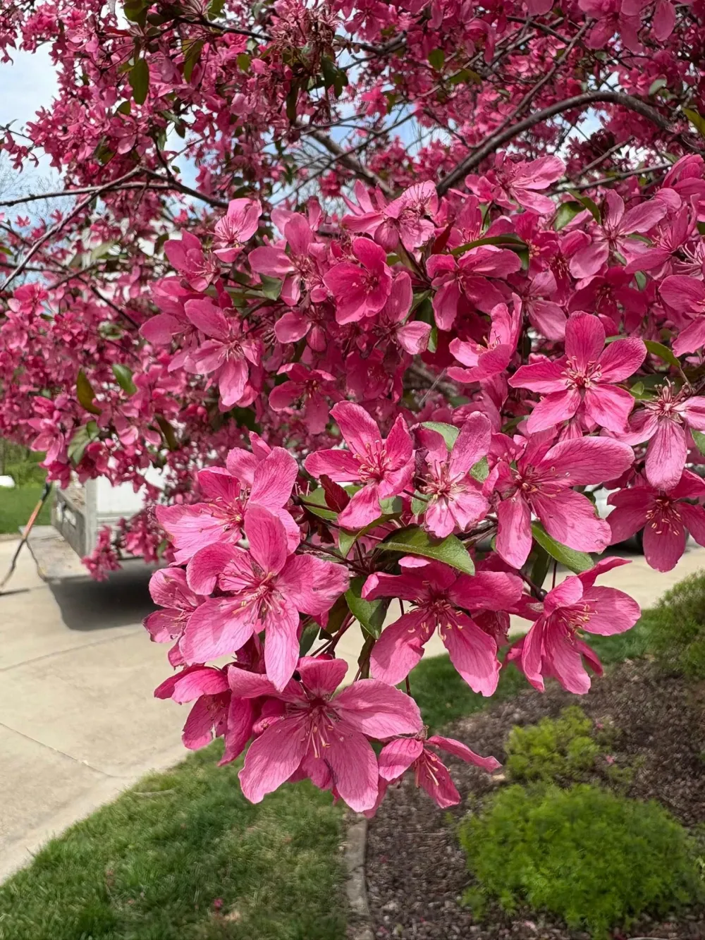 Pink flowers
